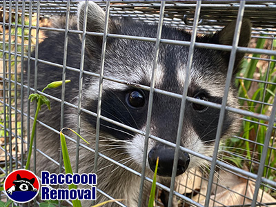 Raleigh raccoon trapping